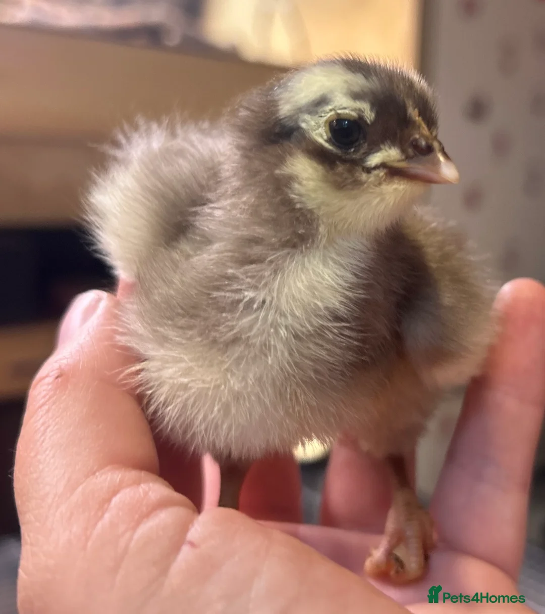 Chickens poultry for sale: Orpington Chicks and hatching eggs available  - Advert 13