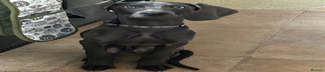 Weimaraner Puppy 4