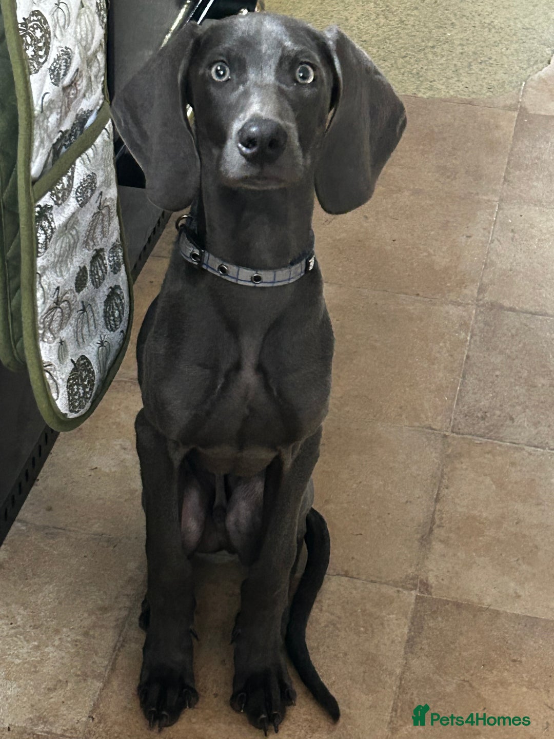 Weimaraner dogs for sale: Weimaraner puppies for sale  in Wednesbury - Image 6