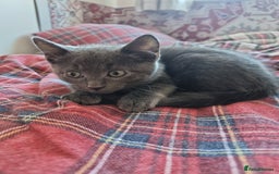 British Shorthair cats for sale: Sale kittens  - Image 1