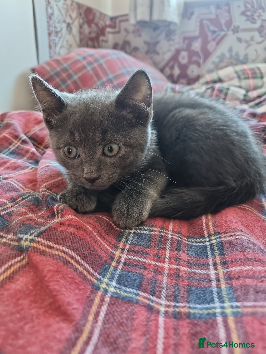 British Shorthair cats for sale: Sale kittens  - Image 1