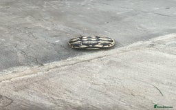 Hermann Tortoise reptiles for sale: 5 Spur Thighed Tortoises  - Image 17