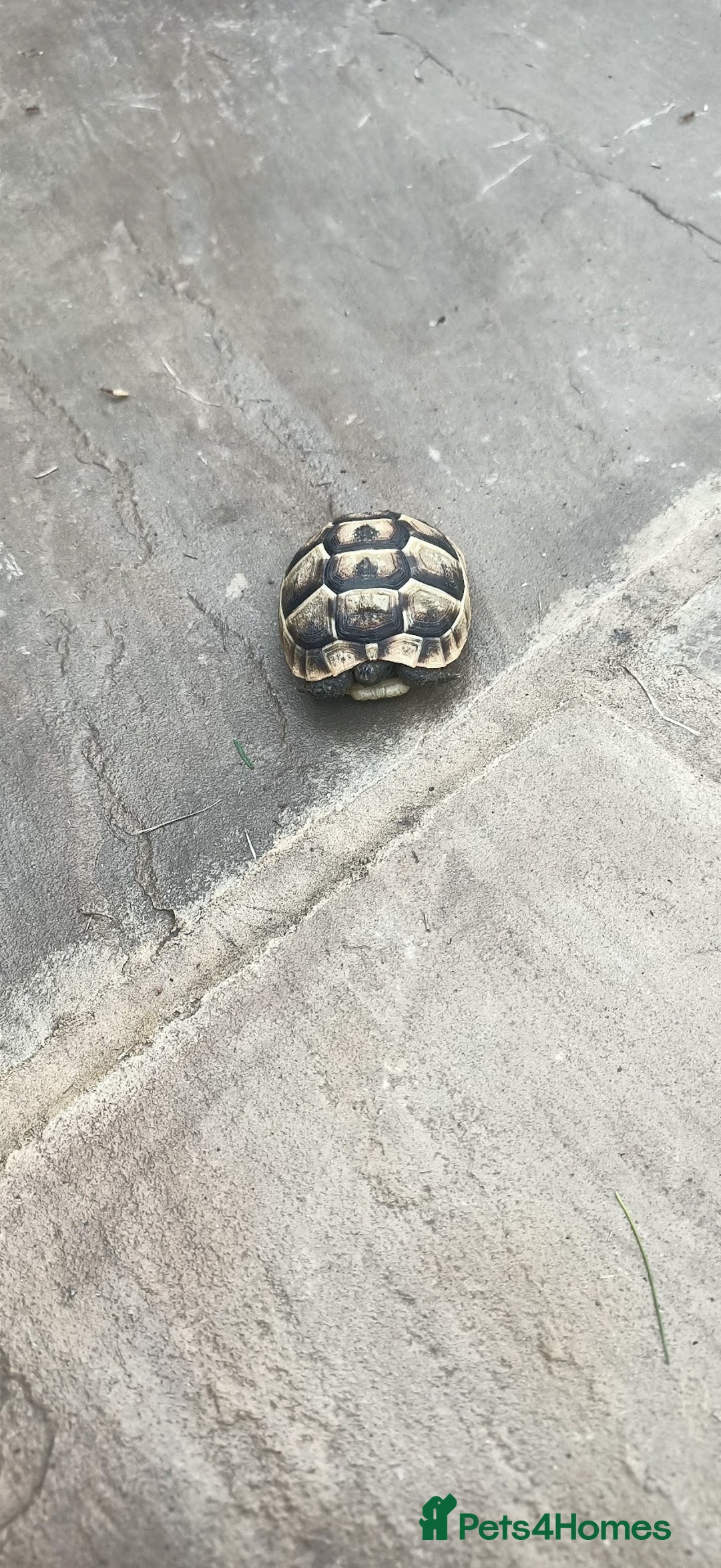 Hermann Tortoise reptiles for sale: 5 Spur Thighed Tortoises  - Image 17