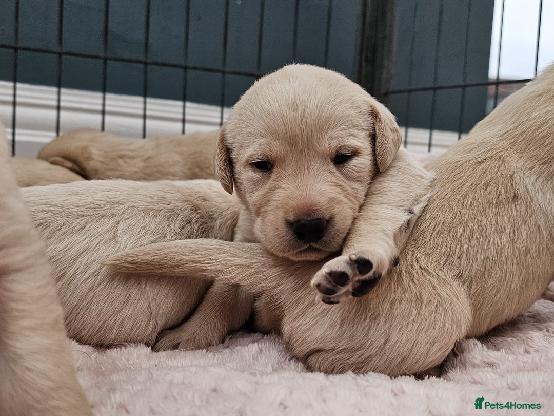 Labrador Retriever dogs for sale:  Beautiful, bouncing Pedigree Pups - Image 7
