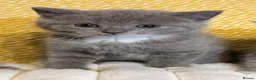 Mixed Breed cats for sale: British shorthair mix/ tabby cross kittens  - Advert 9
