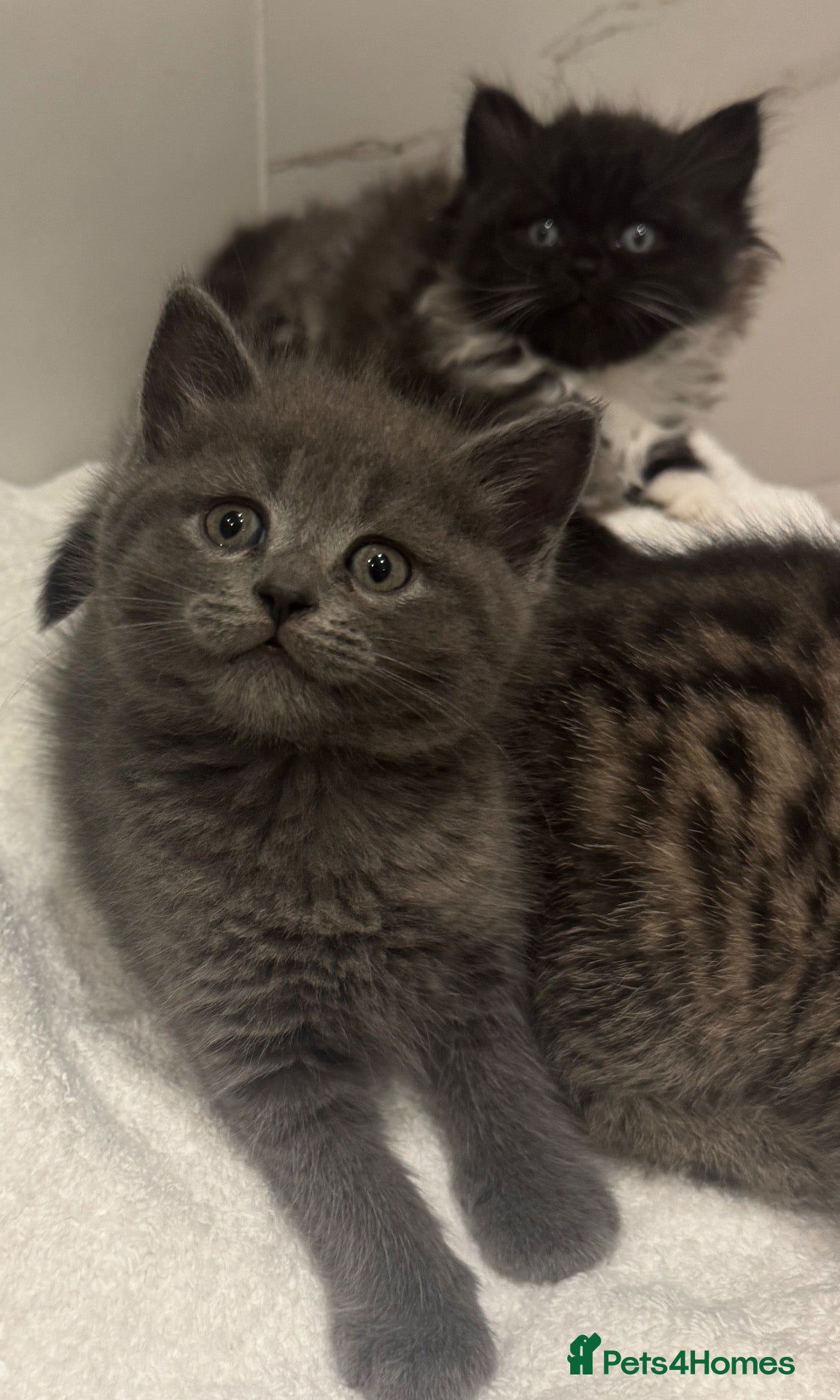 British Shorthair cats for sale: Lovely kittens are ready to find their home  - Advert 2