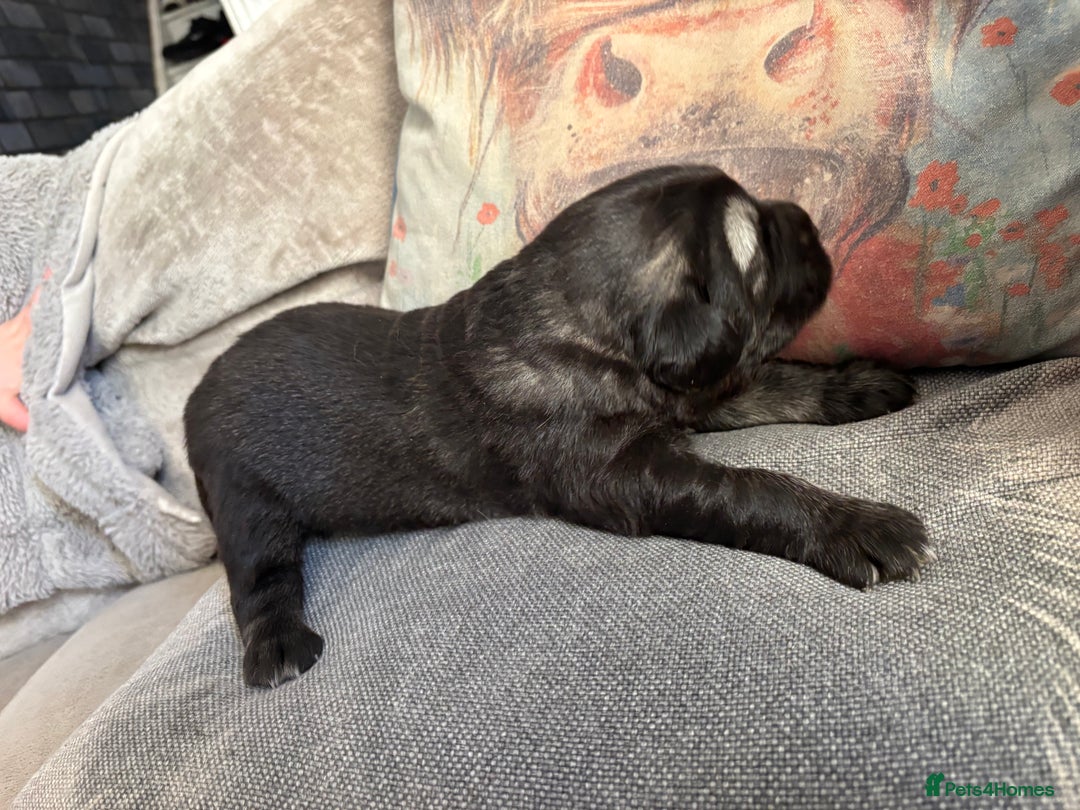 Caucasian Shepherd Dog dogs for sale: Caucasian shepherds 1 female and 1 male left - Advert 13