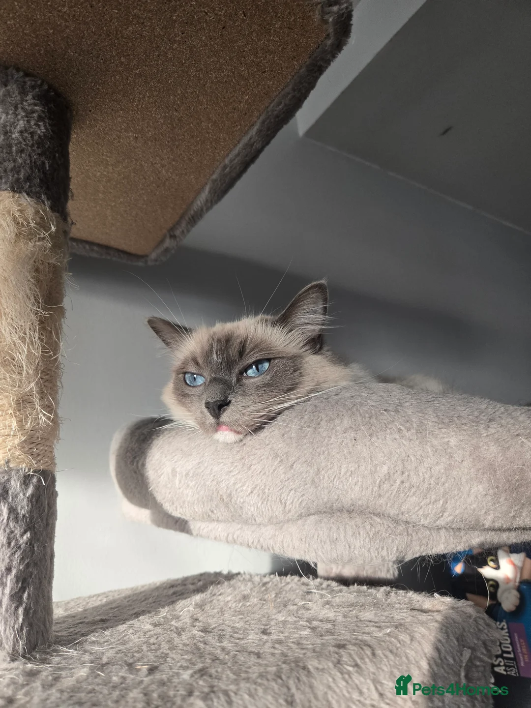 Ragdoll cats for sale: Mitted Pedigree Ragdoll Queen - Advert 5