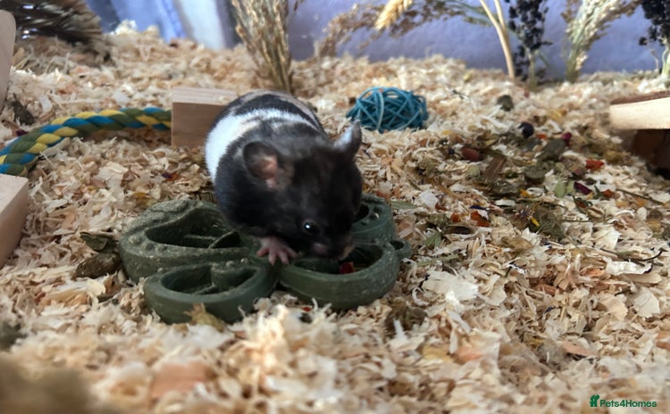 Hamster rodents - Advert 1