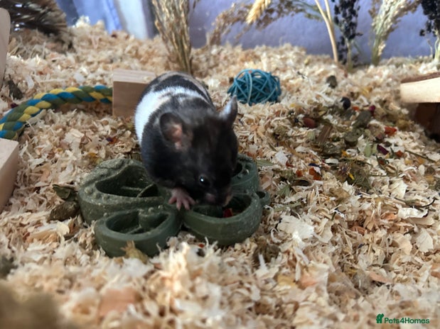 Hamster rodents - Advert 1