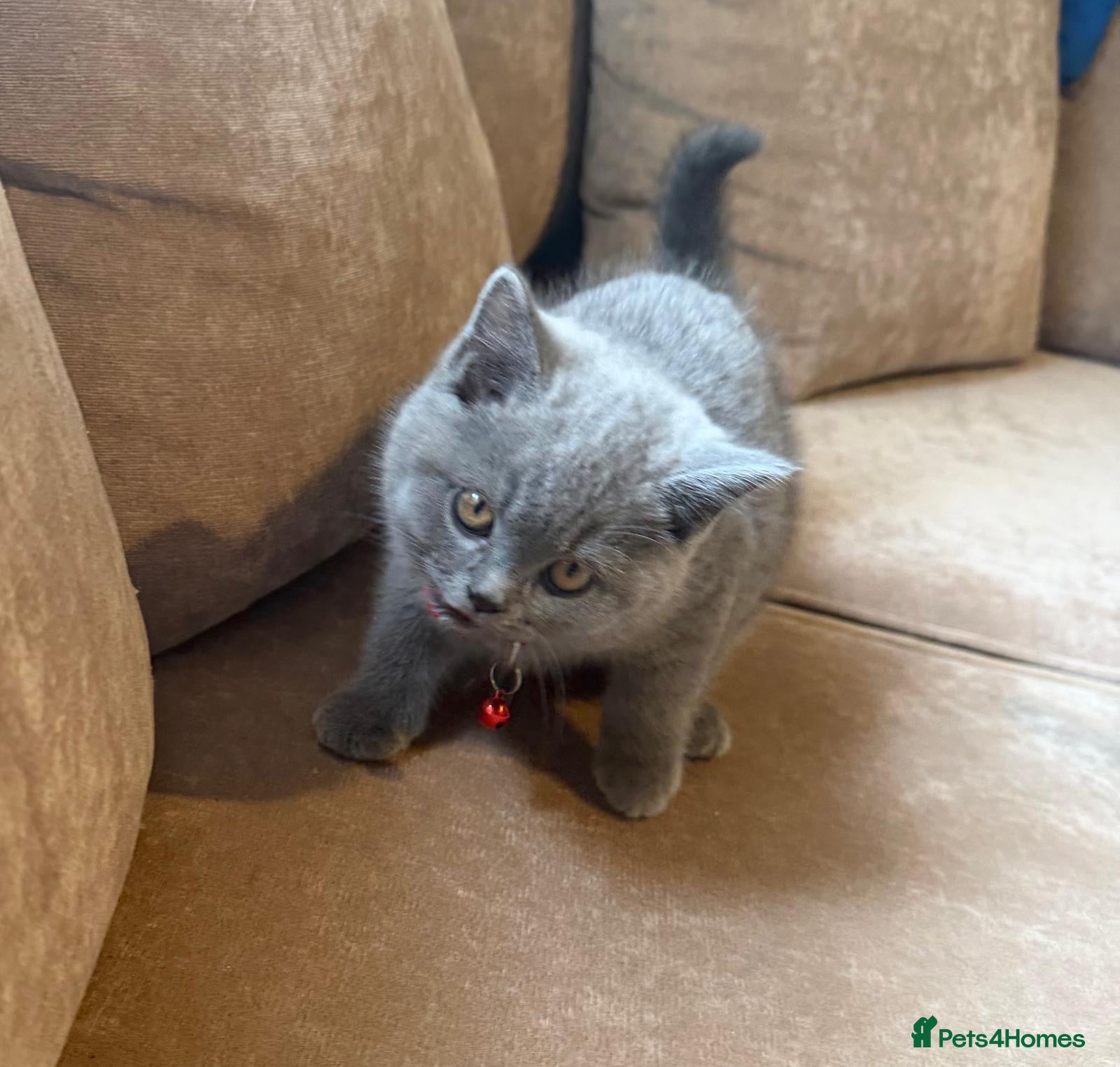 British Shorthair cats Stunning Full pedigree BSH KITTENS ( GCCF REG )  - Advert 1