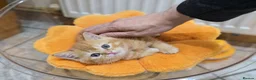 British Shorthair cats for sale: Beautiful British Shorthair & Longhair Kittens - Advert 24