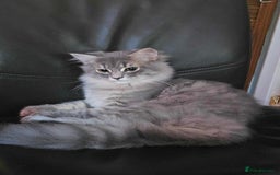 Persian cats for sale: persian dollface - Image 2