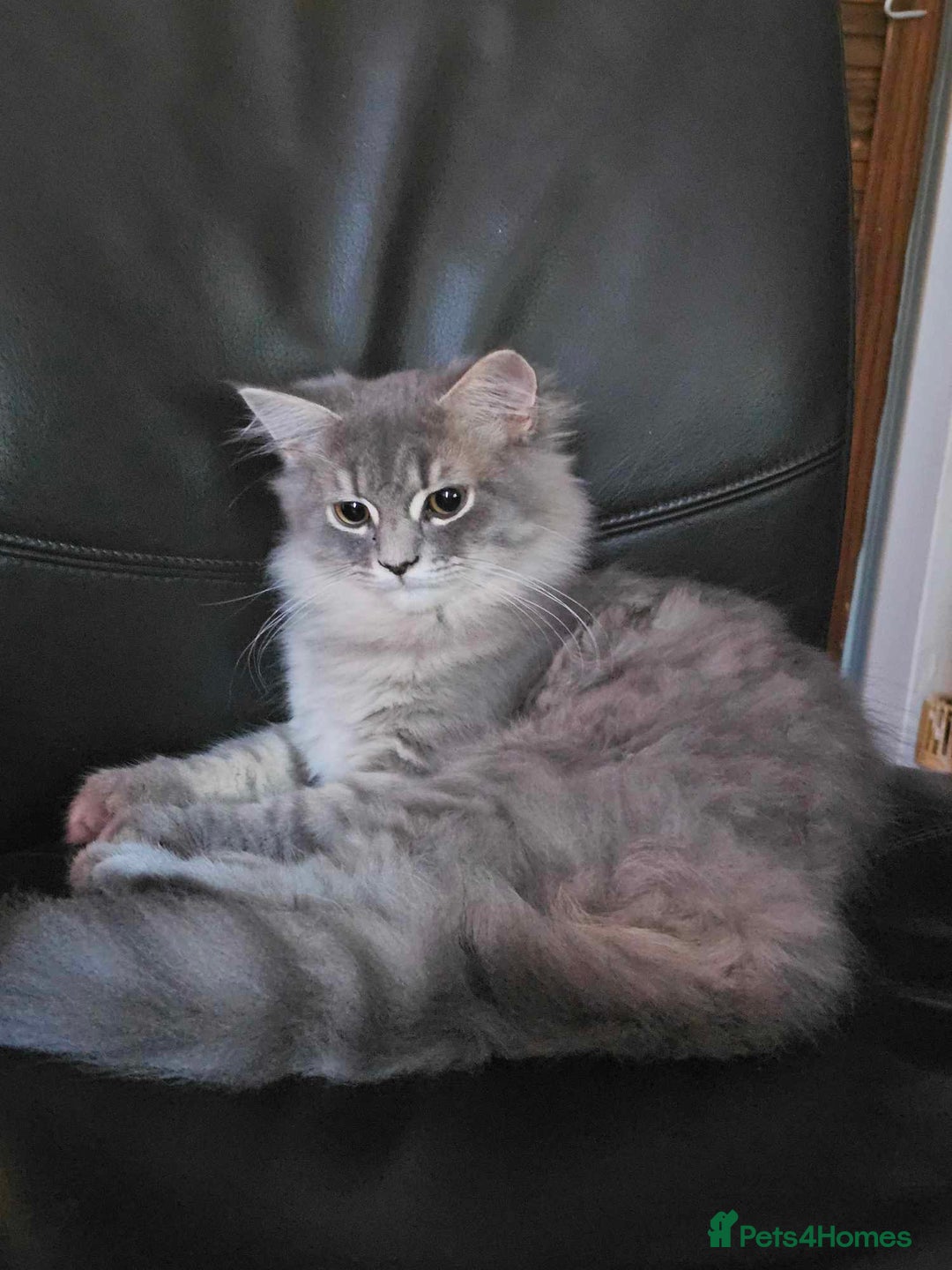 Persian cats for sale: persian dollface - Image 2
