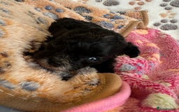 Maltipoo dogs for sale: F1 Toy Maltipoos - Image 22