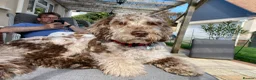 Mixed Breed dogs for stud: Loving, intelligent mini merle labradoodle stud in Sidmouth - Advert 5