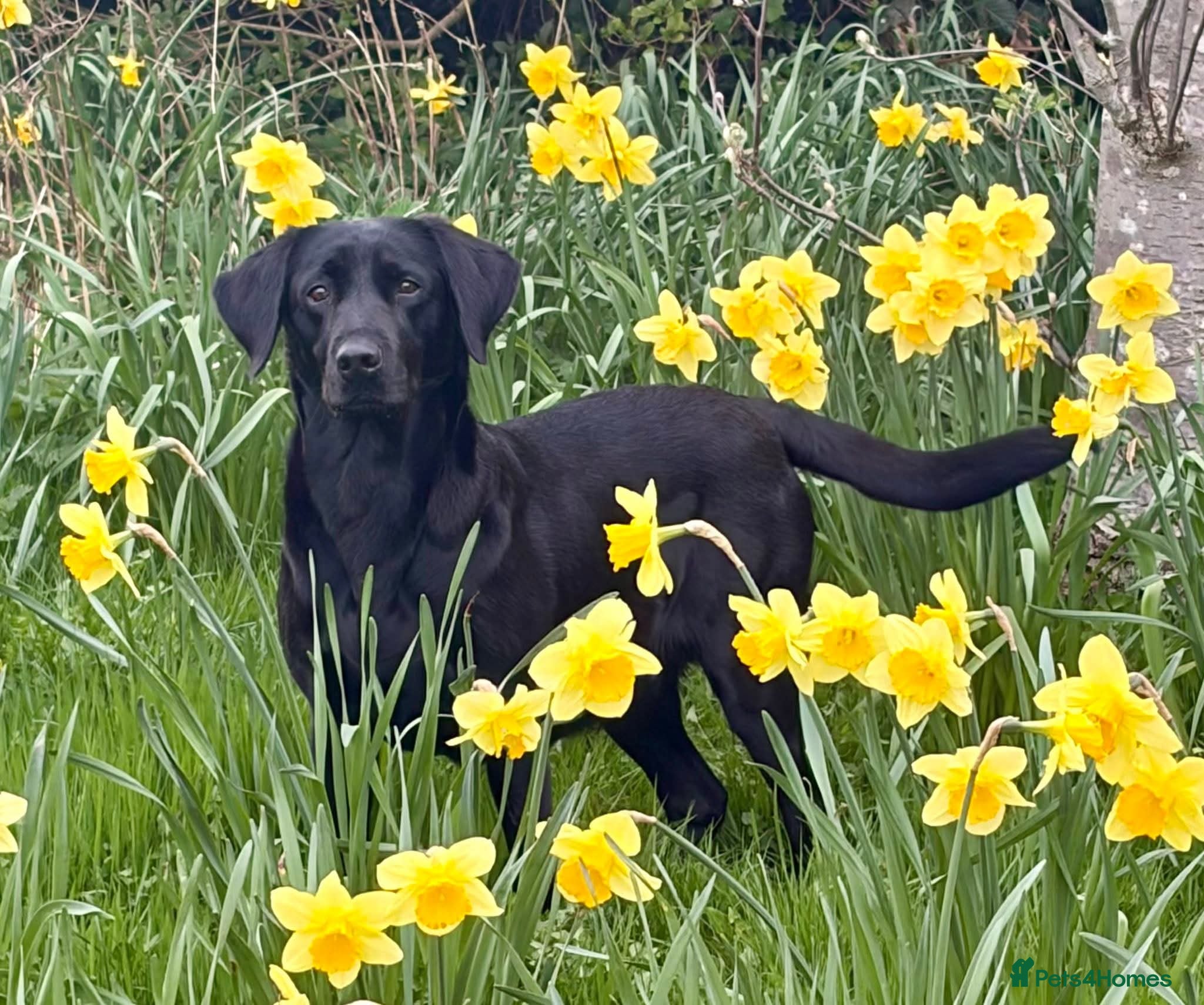 Labrador Retriever dogs Labrador pups - Advert 1