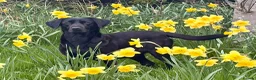 Labrador Retriever dogs for sale: Labrador pups - Advert 8