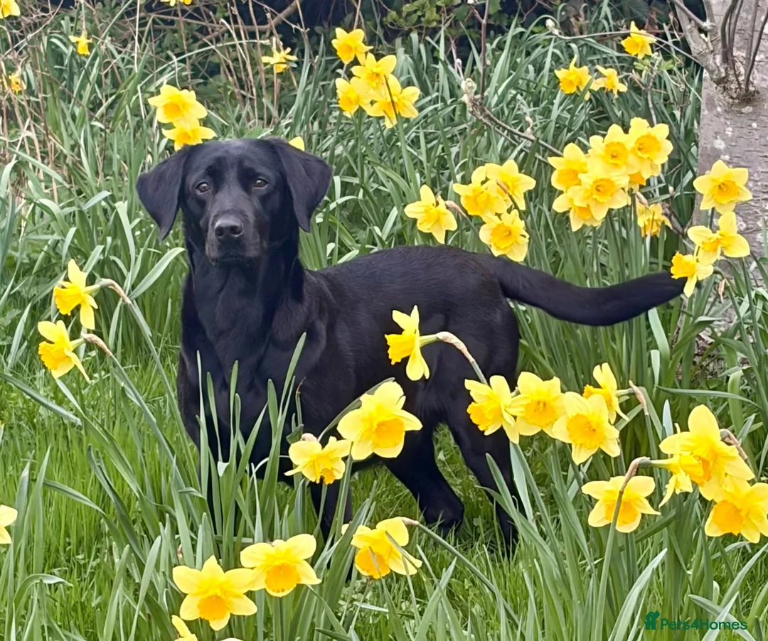 Labrador Retriever dogs for sale: Labrador pups - Advert 1