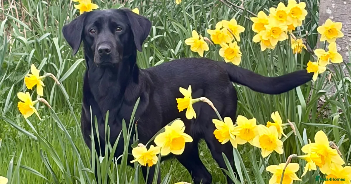 Black Labrador Labrador Retriever Puppies For Sale Pets4Homes black-labrador-labrador-retriever-puppies-for-sale-pets4homes