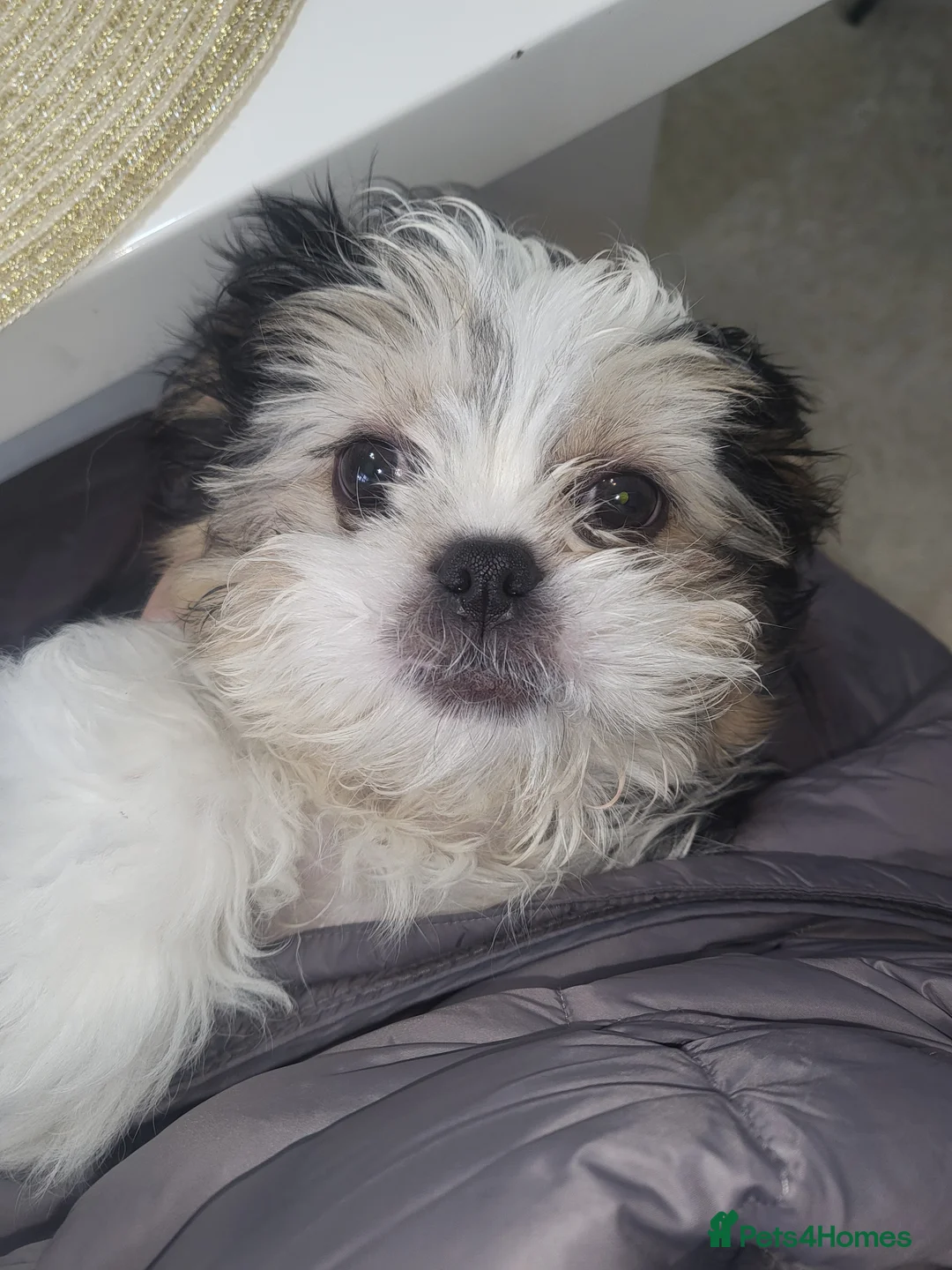 Shih Tzu dogs for sale: lussy - Advert 1