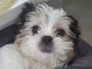 Shih Tzu dogs lussy - Advert 1