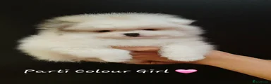 Parti colour Girl - Pomeranian Puppy 4