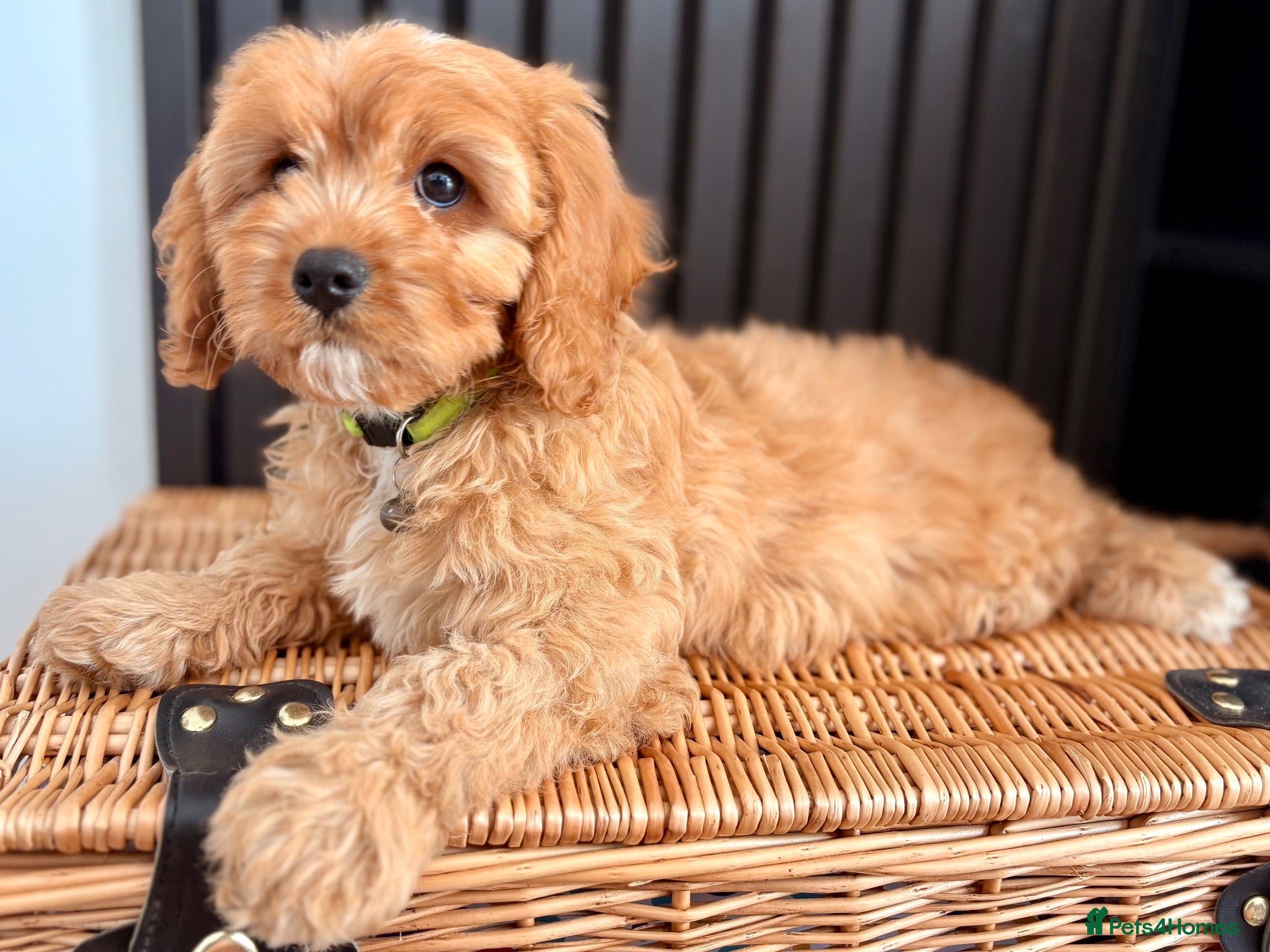 Cavapoo dogs One Adorable miniature F1 red Cavapoo male - Advert 5