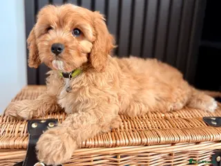 Cavapoo dogs One Adorable miniature F1 red Cavapoo male - Advert 5