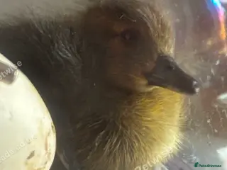 Ducks poultry Ducklings born 21st March!! - Advert 1