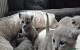 Russian Blue cats for sale: Pure Russian blue 💙  - Image 4