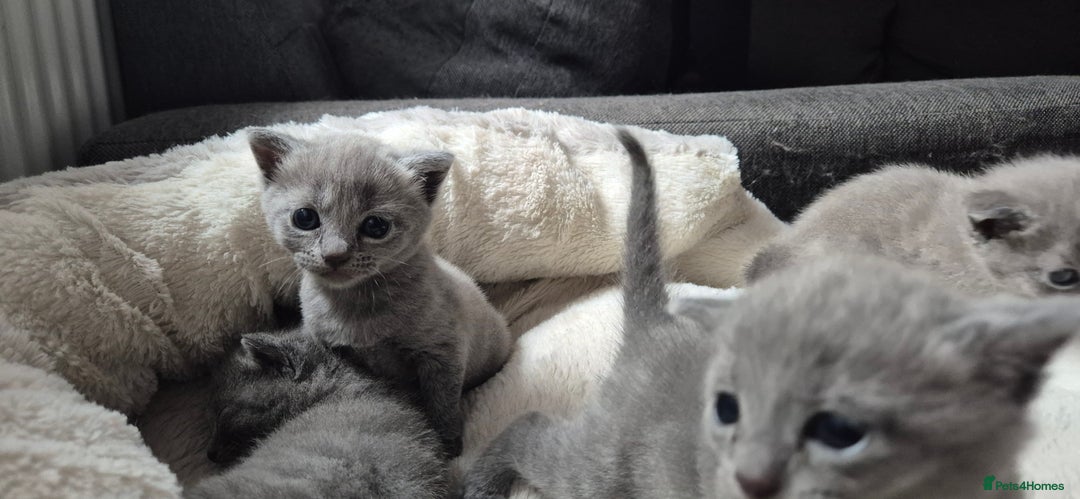 Russian Blue cats for sale: Pure Russian blue 💙  - Image 4
