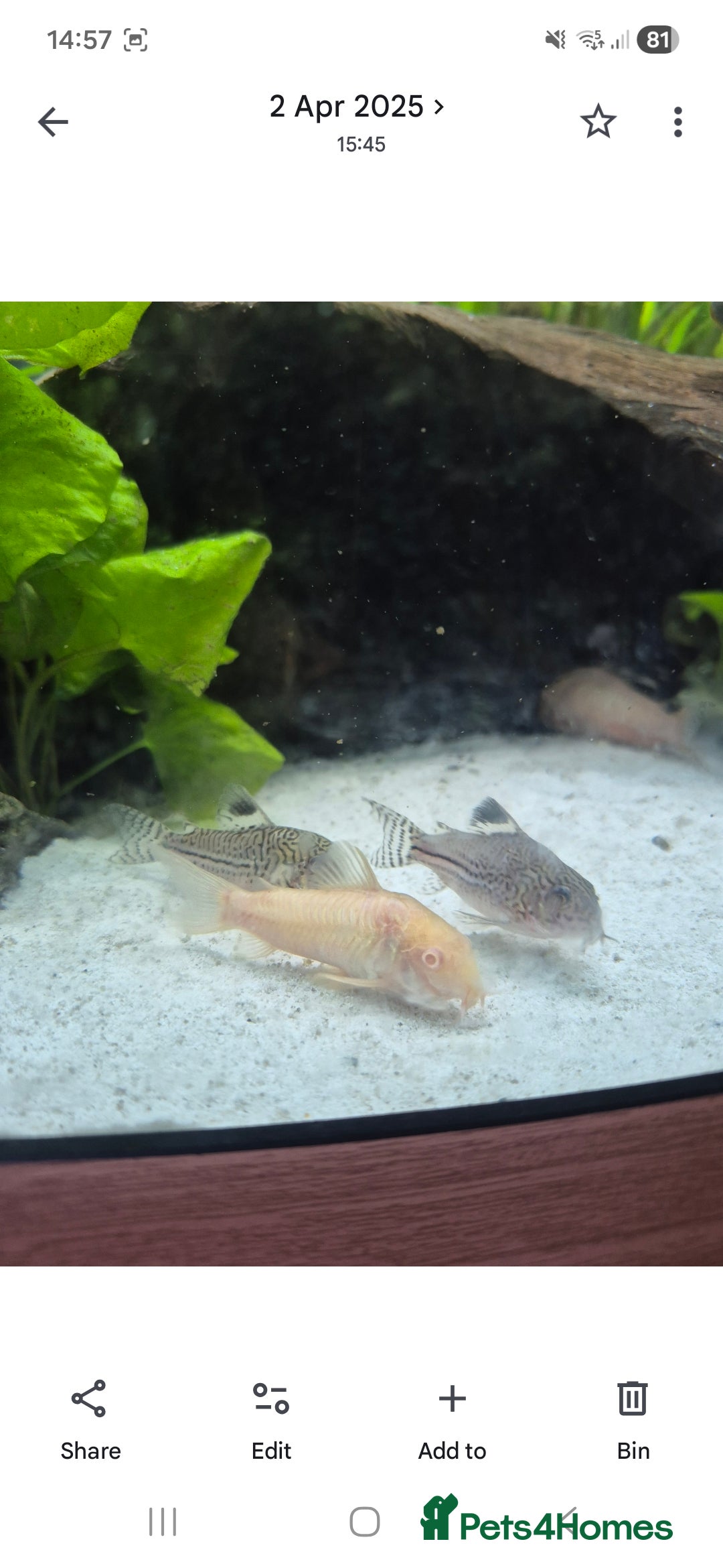 Catfish fish for sale: Catfish  - Advert 8