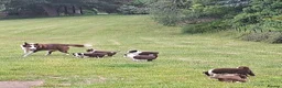 Border Collie dogs for sale: Red and white border collie puppies  in Rugeley - Advert 8