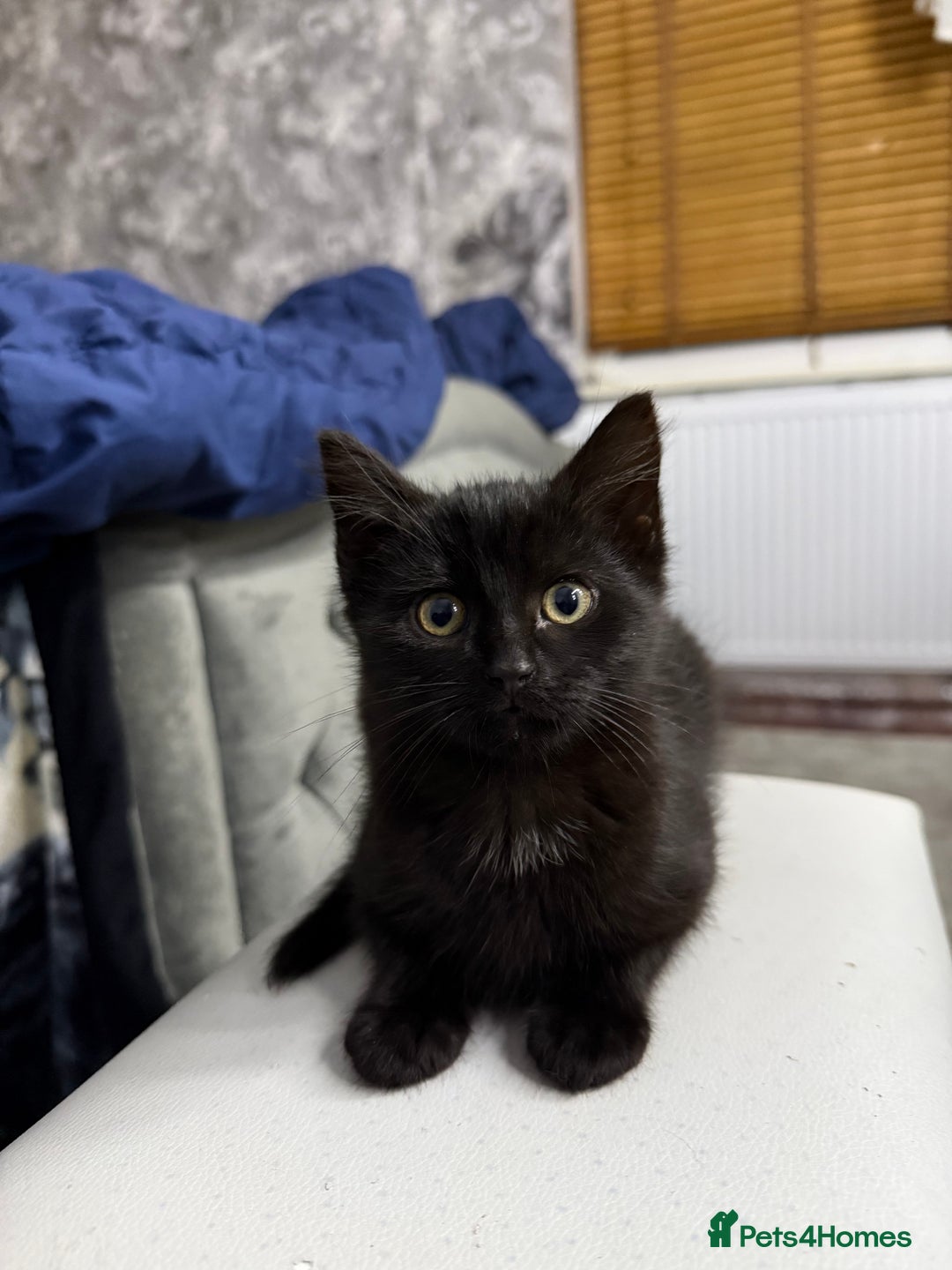 Mixed Breed cats for sale: 10-Week-Old Playful Kittens Seeking Loving Homes - Advert 11