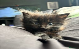 Siberian cats for sale: Fluffy black/brown Siberian mix - Image 1