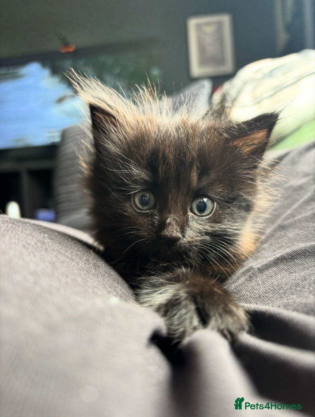 Siberian cats for sale: Fluffy black/brown Siberian mix - Image 1
