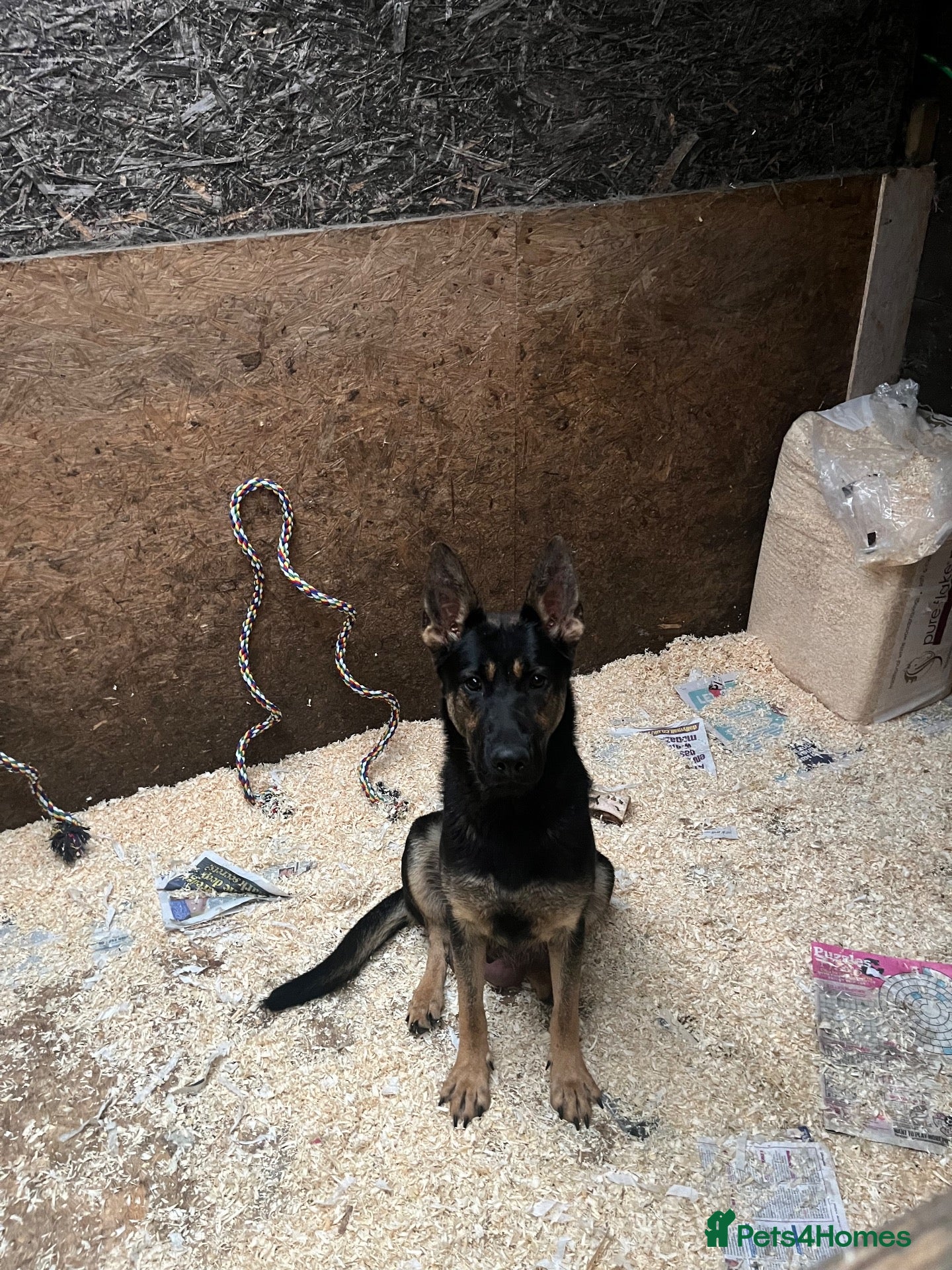German Shepherd dogs 🐾 Black & Tan German Shepherd Puppies 🐾 - Advert 1