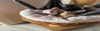 Siamese 4