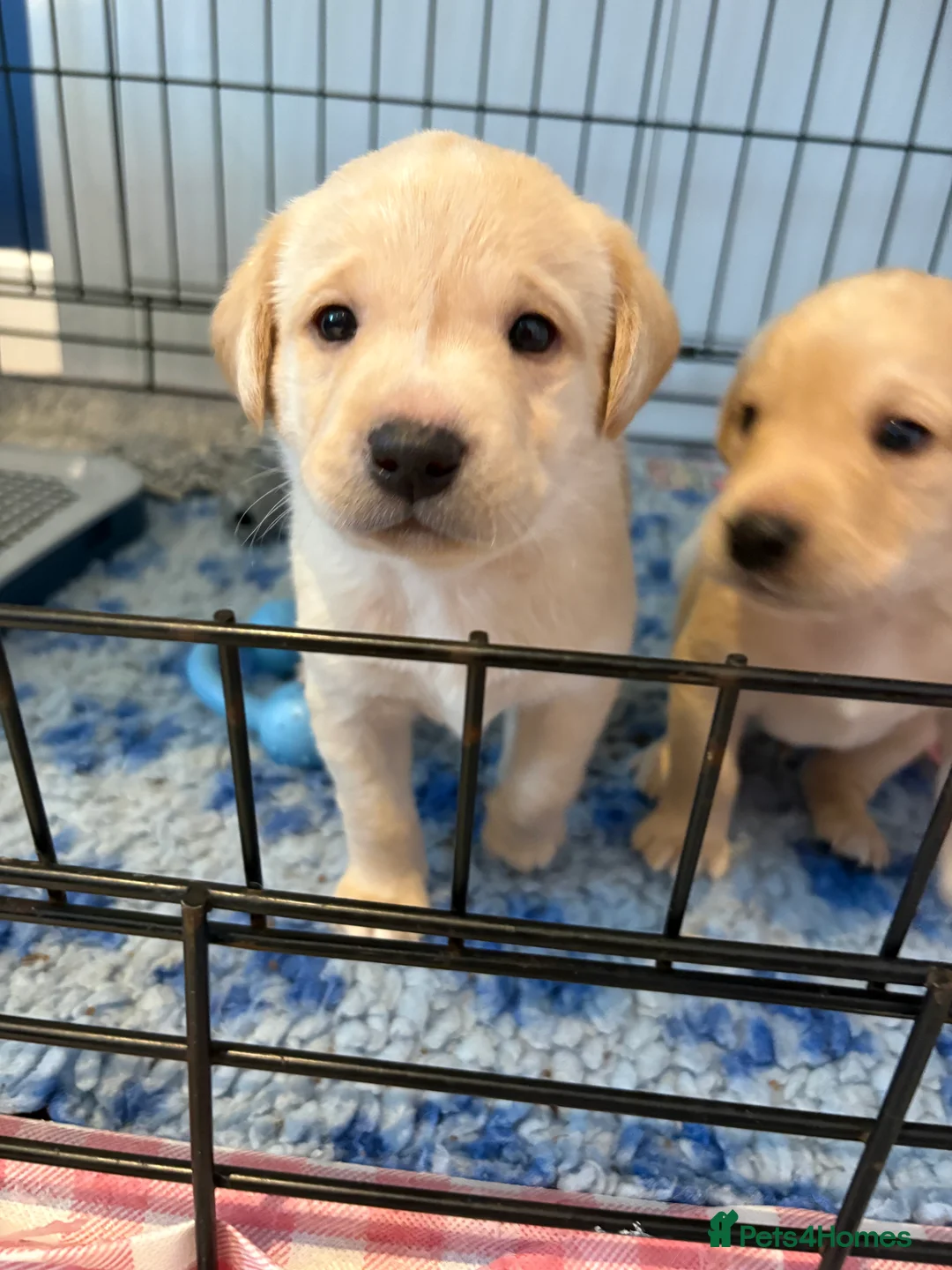 Labrador Retriever dogs for sale: Labrador Retriever Puppies 🐶  - Advert 26