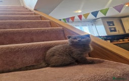 Scottish Fold cats for sale: 1 BSH Boy AVAILABLE. in Sheffield - Image 37