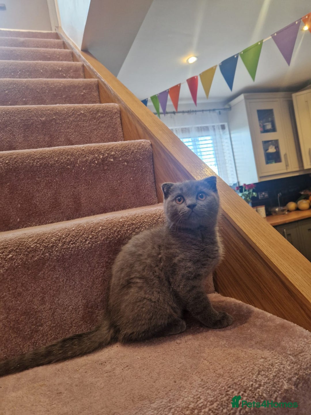 Scottish Fold cats for sale: 1 BSH Boy AVAILABLE. in Sheffield - Image 37
