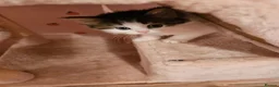 Mixed Breed cats for sale: 4 Beautiful Persian cross kittens  - Advert 3