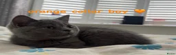 British Shorthair cats for sale: Gorgeous British Shorthairs ! in London - Advert 8