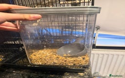 Cockatiels birds for sale: X2 cockatiels  - Image 9