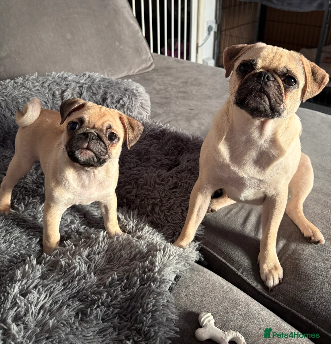 Pug dogs for sale: 5 month old pug boy looking for forever home - Advert 5