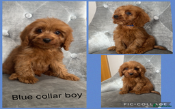 Cavapoo dogs for sale: 💙 F1 Cavapoos ready now 🩷 - Image 4