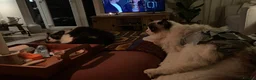 Ragdoll cats for sale: Stud Male for Sale  - Advert 9