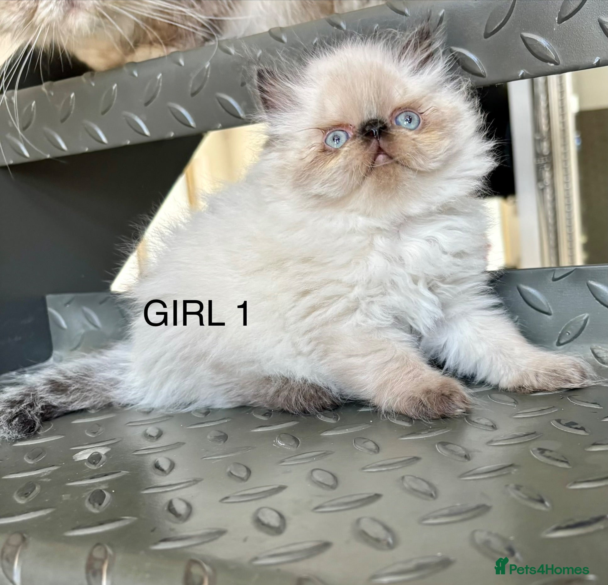 Persian cats TWO BEAUTIFUL GIRL READY FOR RESERVE!!! - Advert 2
