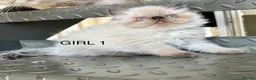 Persian cats for sale: TWO BEAUTIFUL GIRL READY FOR RESERVE!!! - Advert 2